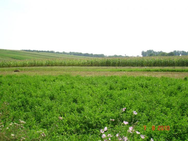 Динівці з panoramio.com - Диновцы
