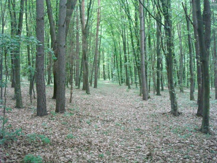 Любомирівка з panoramio.com - Любомировка