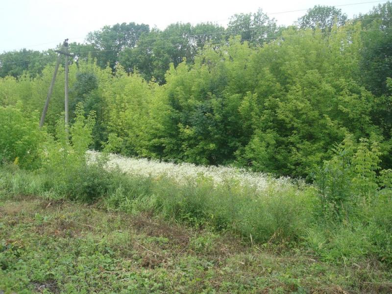 Сахкамінь з panoramio.com - Сахкамень