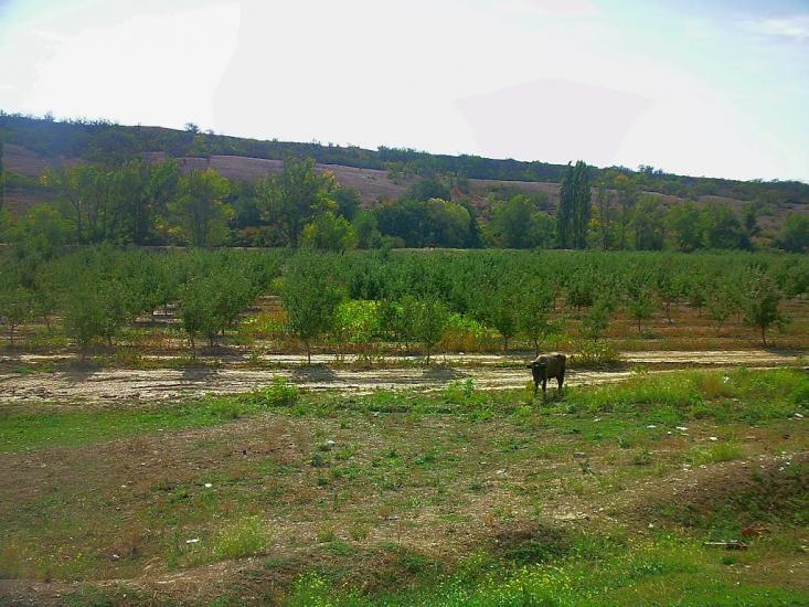 Шевченкове з panoramio.com - Шевченково