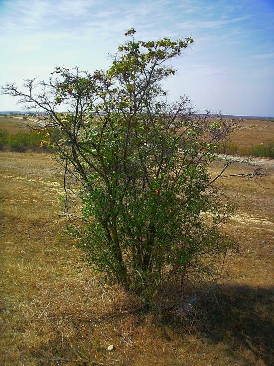 Кочергіне з panoramio.com - Кочергино