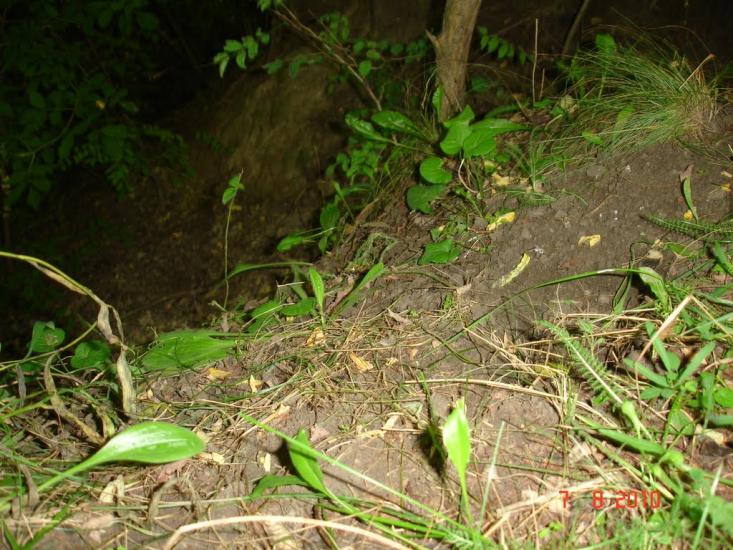 Шишківці з panoramio.com - Шишківці