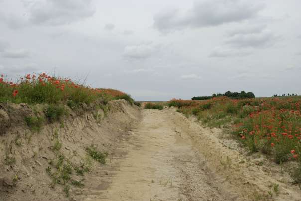 Болязуби - Болязуби