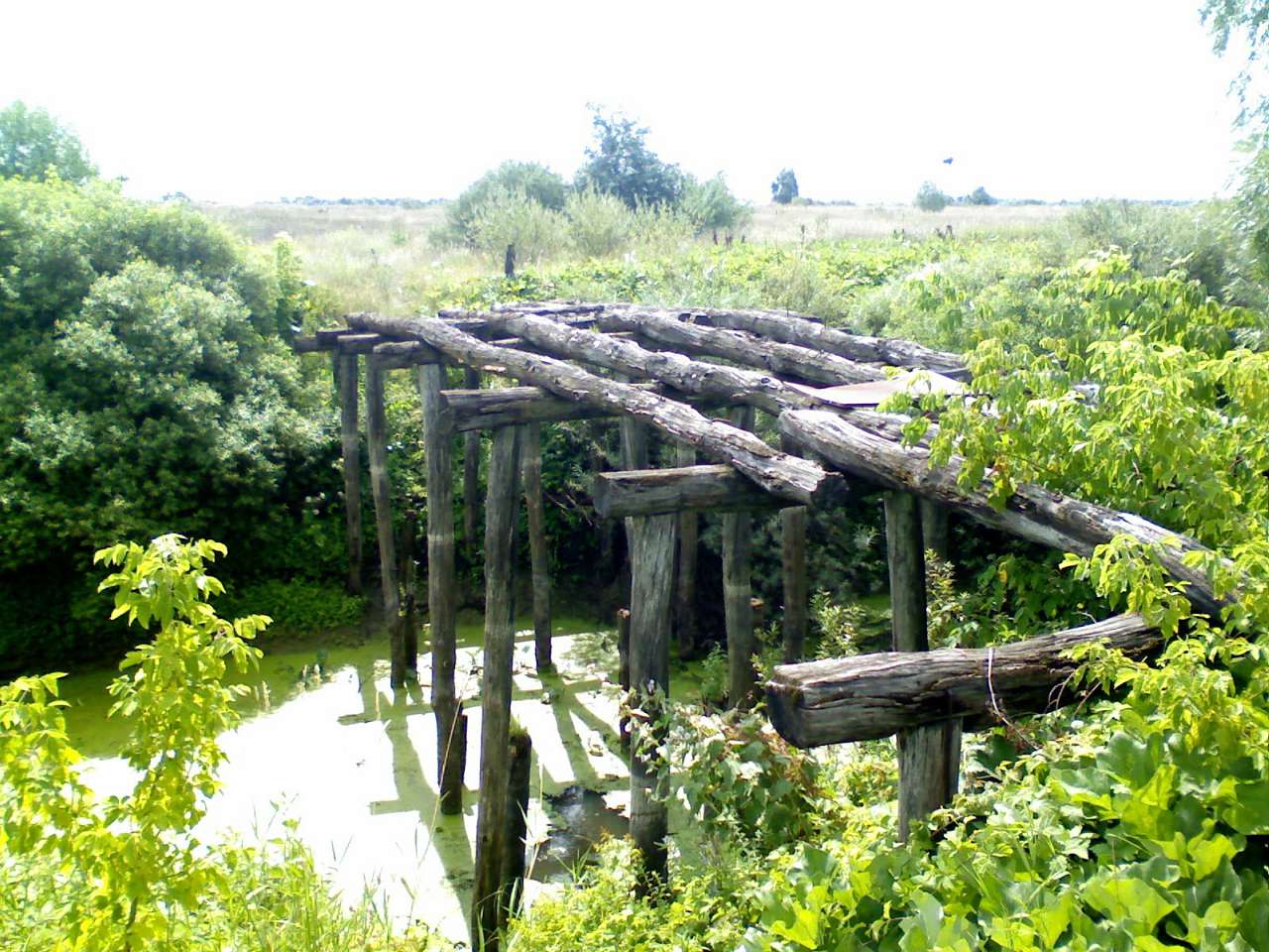 Блистова(фото з інтернету) - Блистова