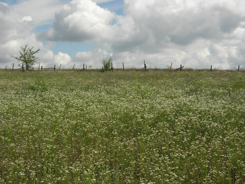 Сурсько-Литовське з panoramio.com - Сурско-Литовское