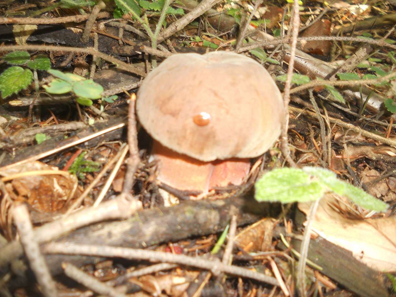 Дари лісу - Опака