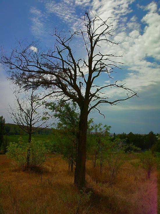 Шевченкове з panoramio.com - Шевченково
