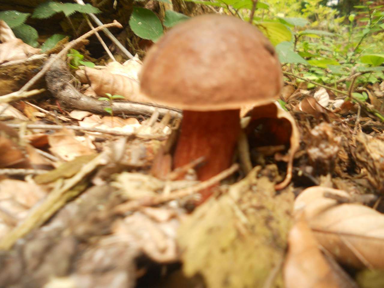 Дари лісу - Опака