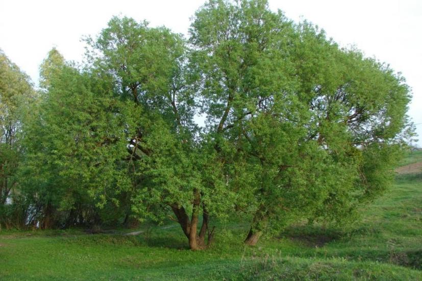 Струга з panoramio.com - Струга