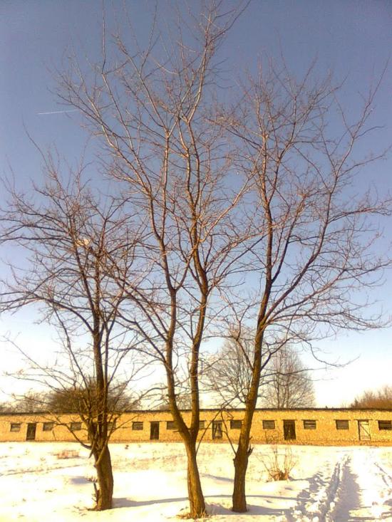 Струга з panoramio.com - Струга