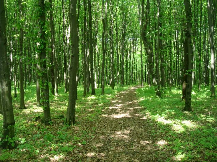 Ставчани з panoramio.com - Ставчани