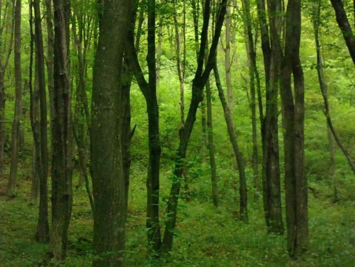 Маціорськ з panoramio.com - Мациорск