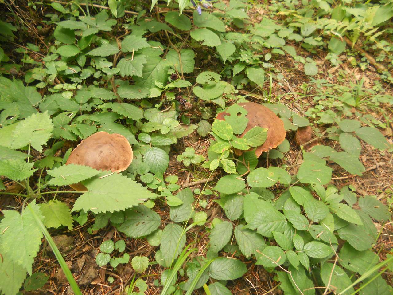 Дари лісу - Опака