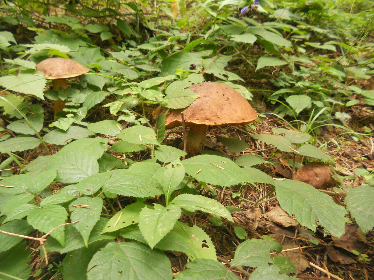 Дари лісу - Опака