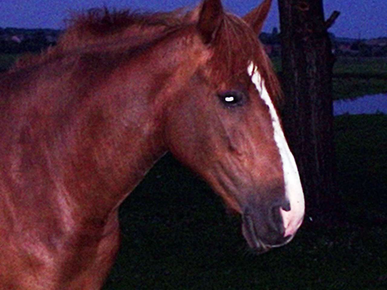 Краєвид - Завишень