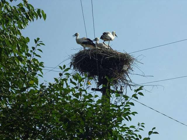 Рідне село - Хлиплі