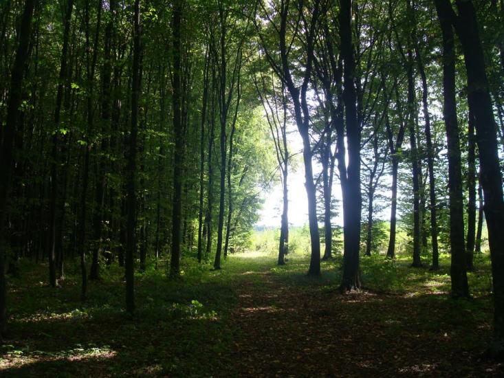 Ставчани з panoramio.com - Ставчани