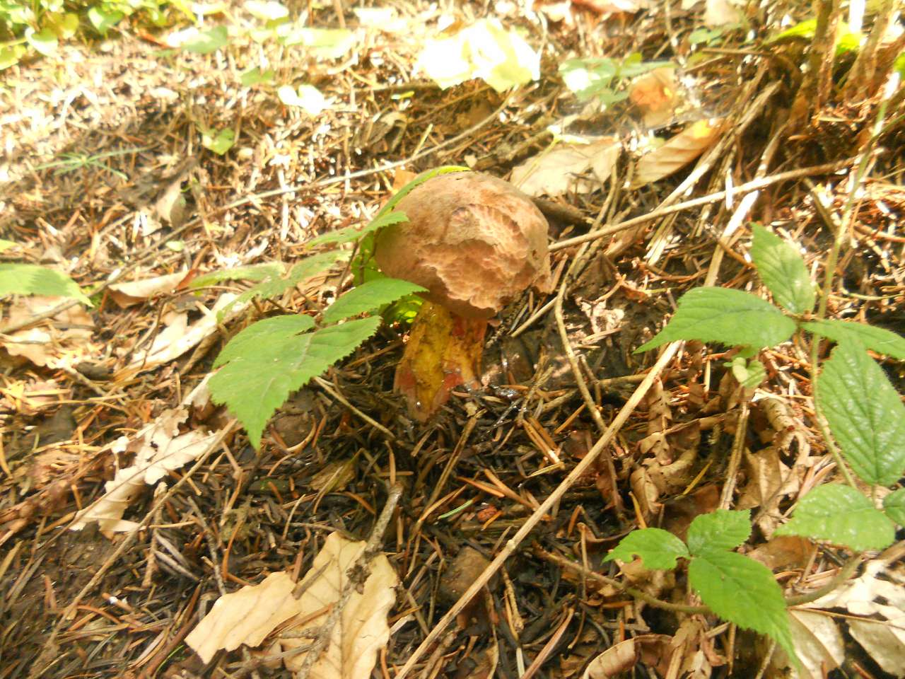 Дари лісу - Опака