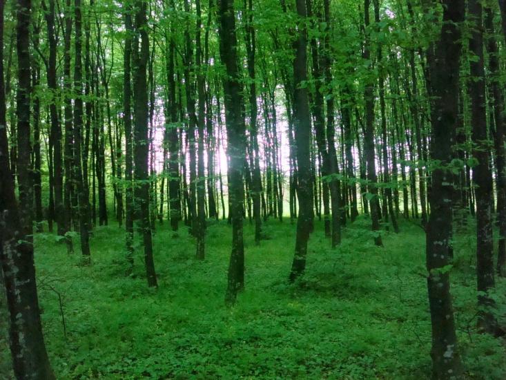 Ставчани з panoramio.com - Ставчани