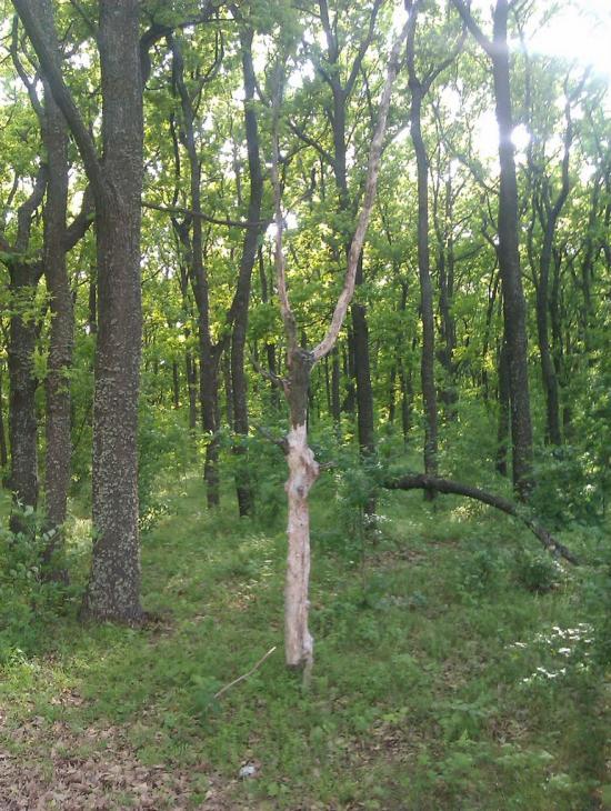 Журавка з panoramio.com