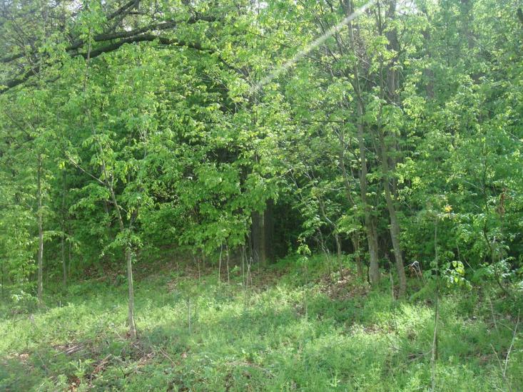 Мала Стружка з panoramio.com - Мала Стружка
