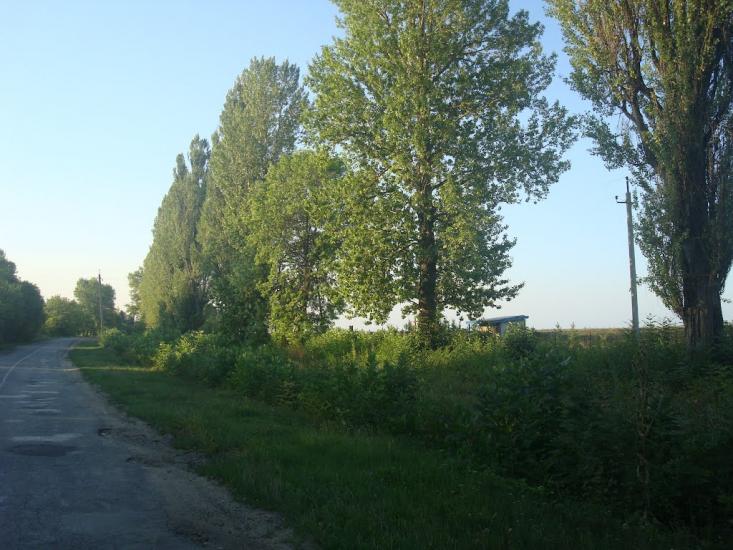 Вільховець з panoramio.com - Vilkhovets