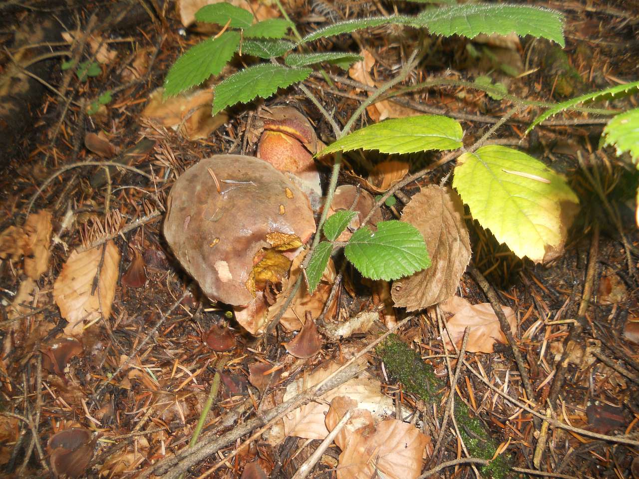 Дари лісу - Опака