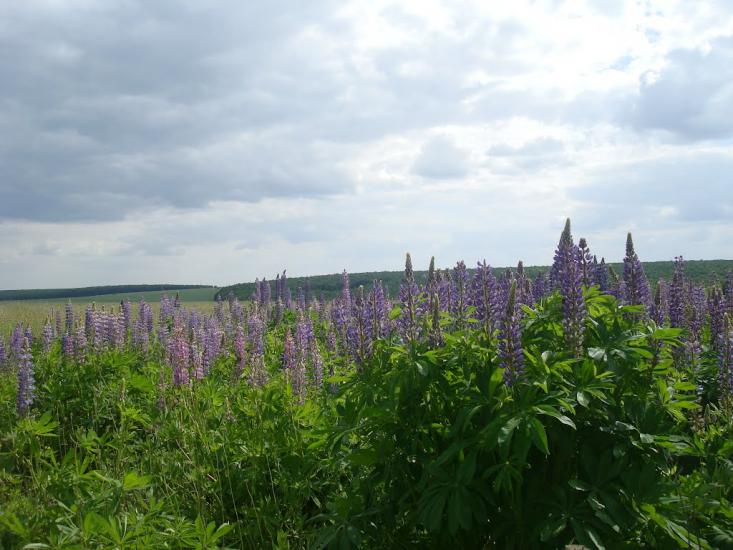 Мала Стружка з panoramio.com - Мала Стружка