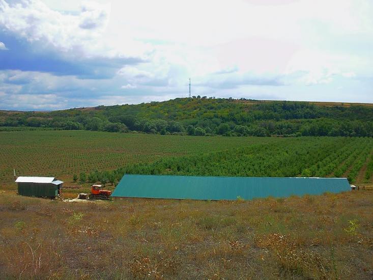 Шевченкове з panoramio.com - Шевченково