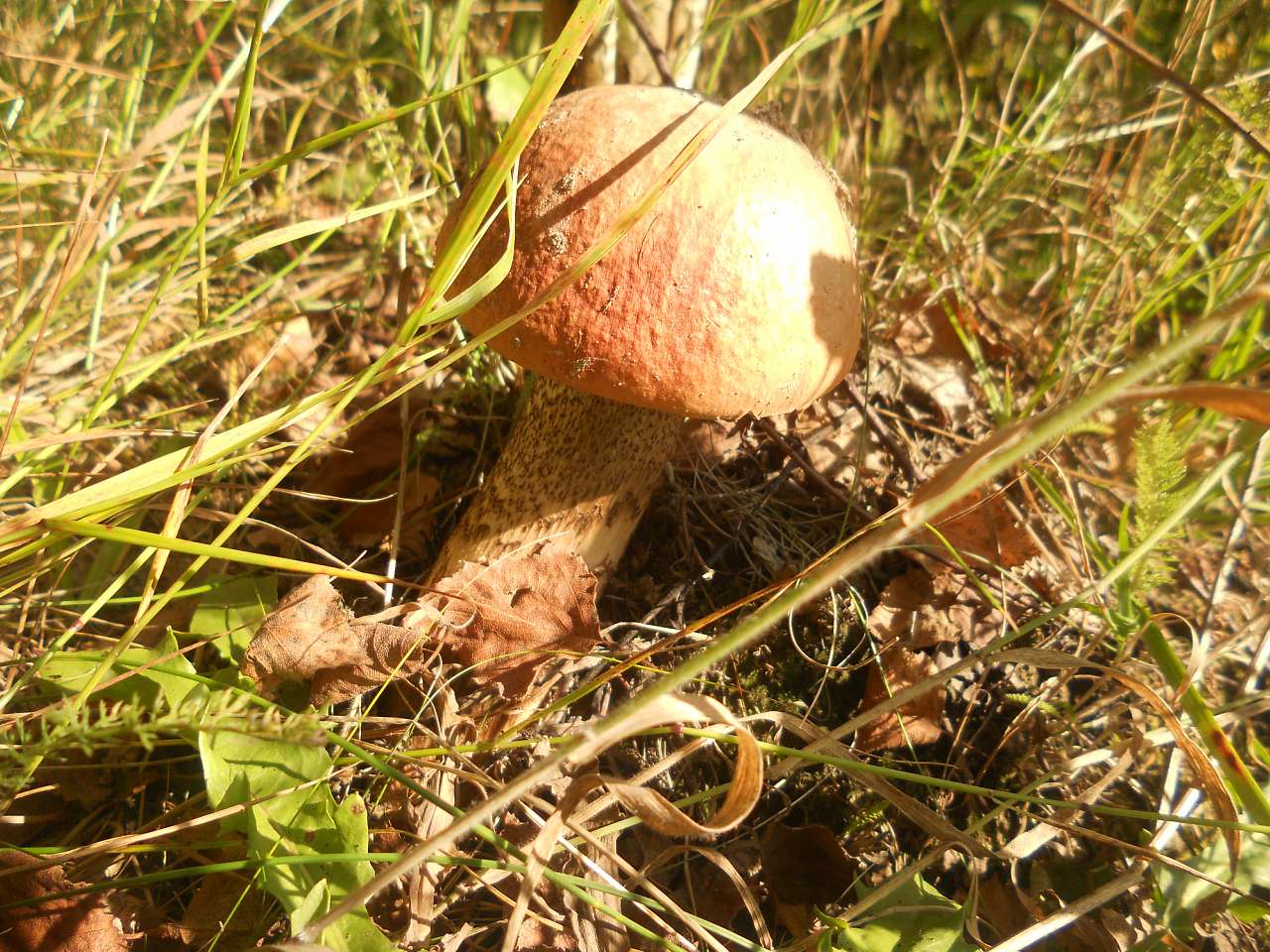 Дари лісу - Опака