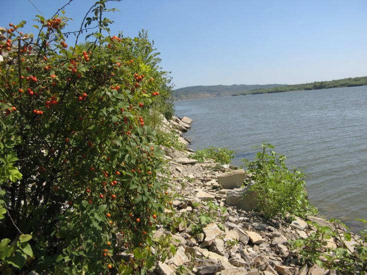 Коновка з panoramio.com - Коновка