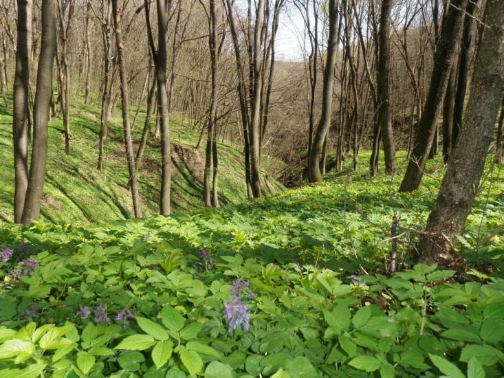 Врублівці з panoramio.com - Врублевцы