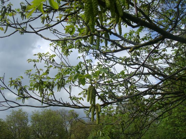 Ставчани з panoramio.com - Ставчани