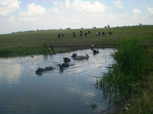 МАЙКІВ - Майков