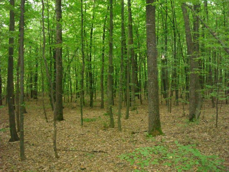 Любомирівка з panoramio.com - Любомировка