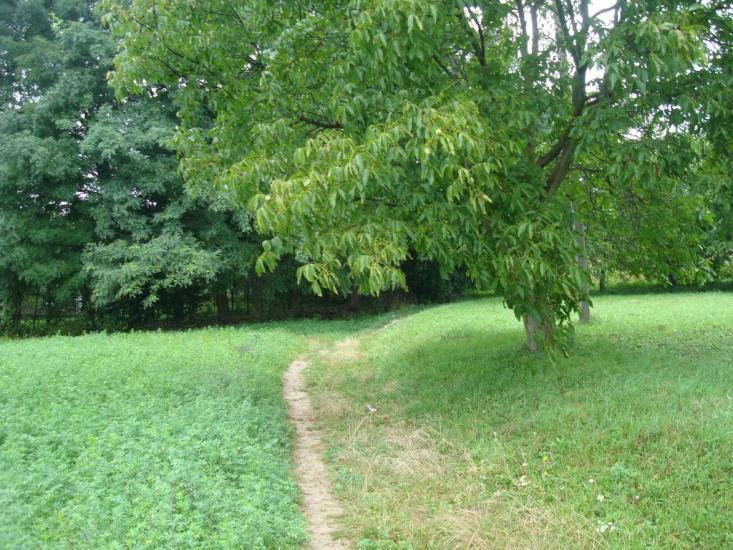 Вільховець з panoramio.com - Vilkhovets