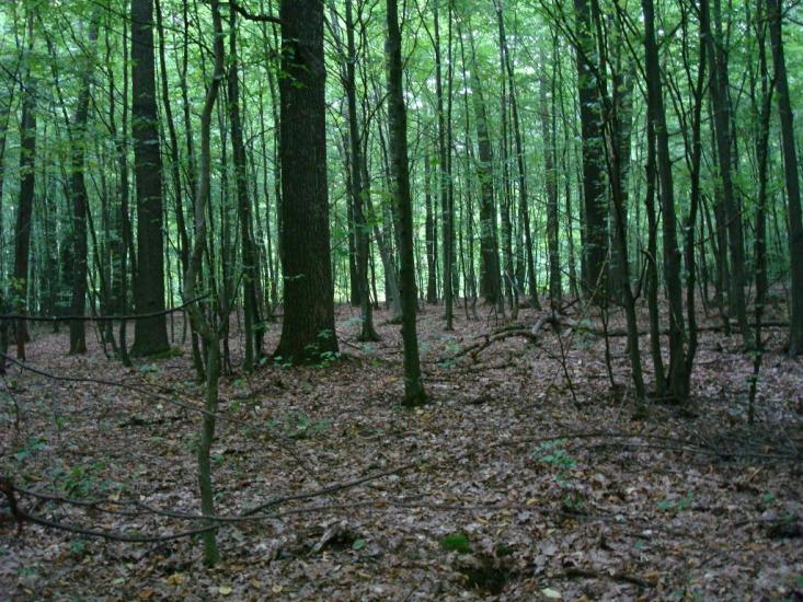 Любомирівка з panoramio.com - Любомировка