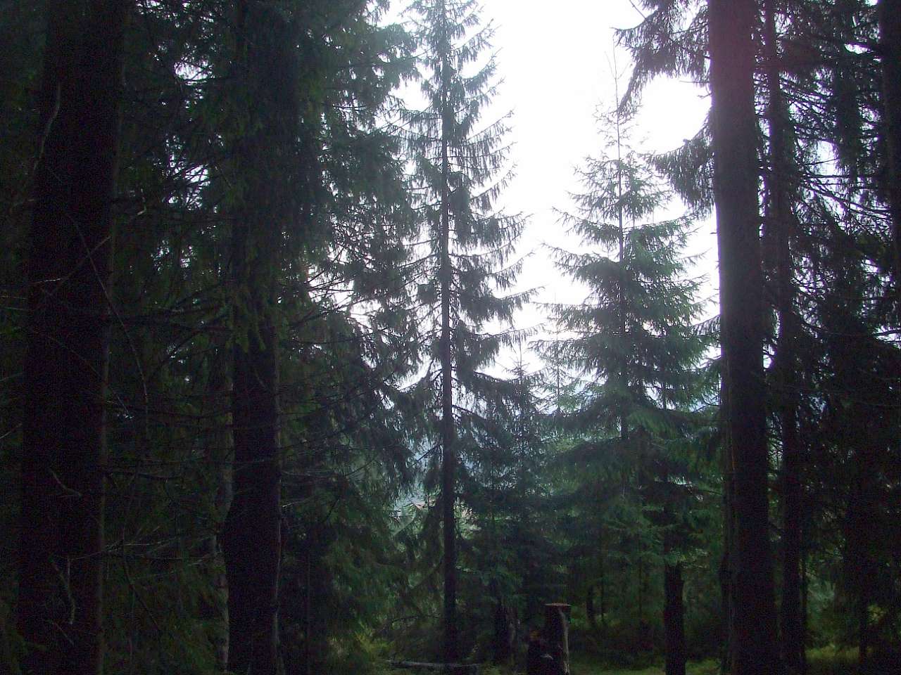 Краєвид - Вишків