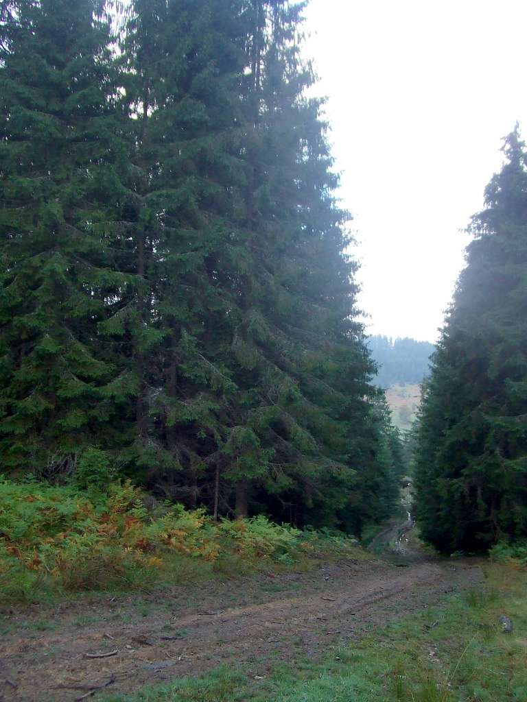 Краєвид - Вишків