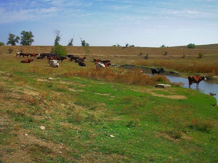 Кочергіне з panoramio.com - Кочергино