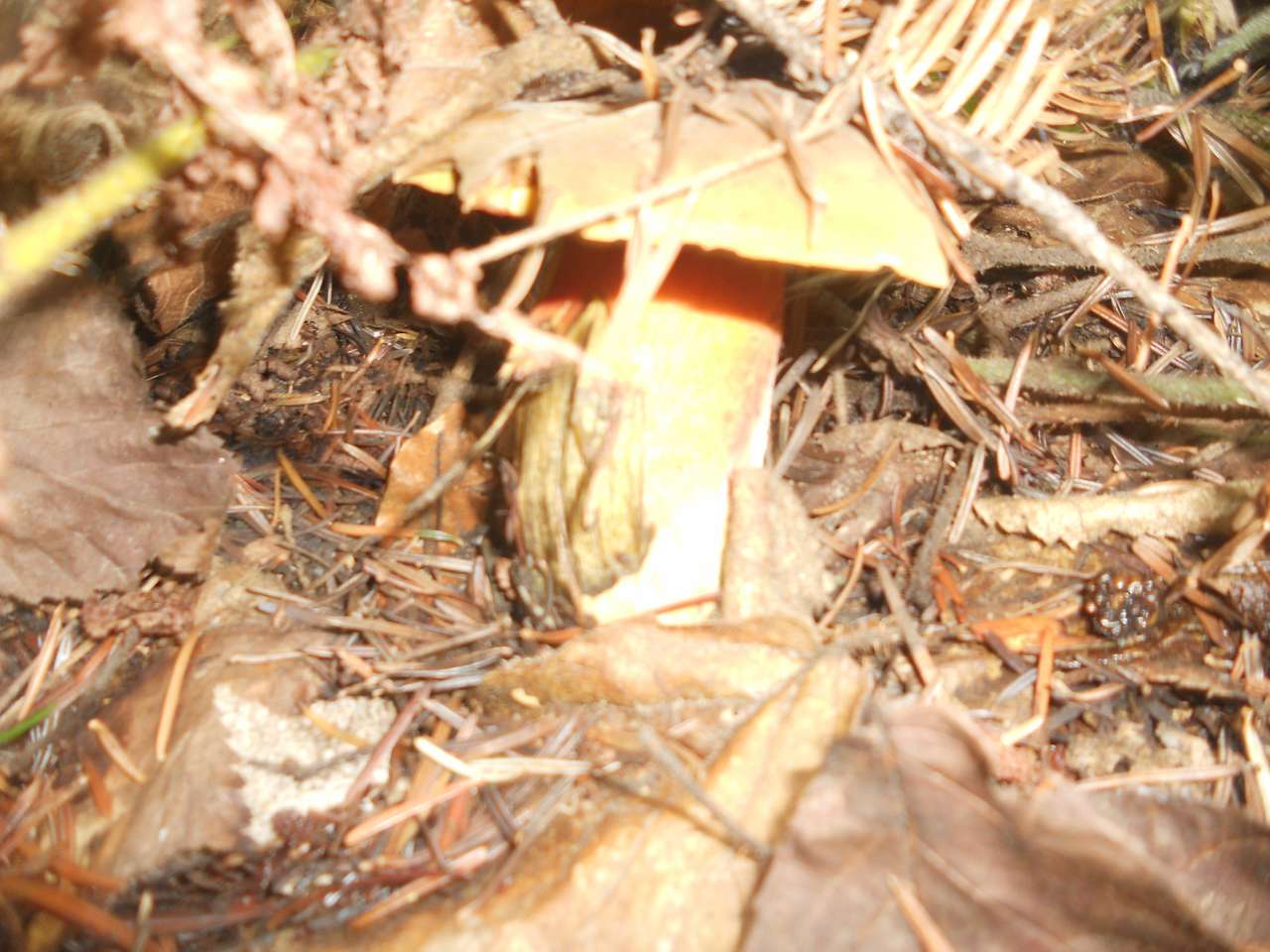 Дари лісу - Опака