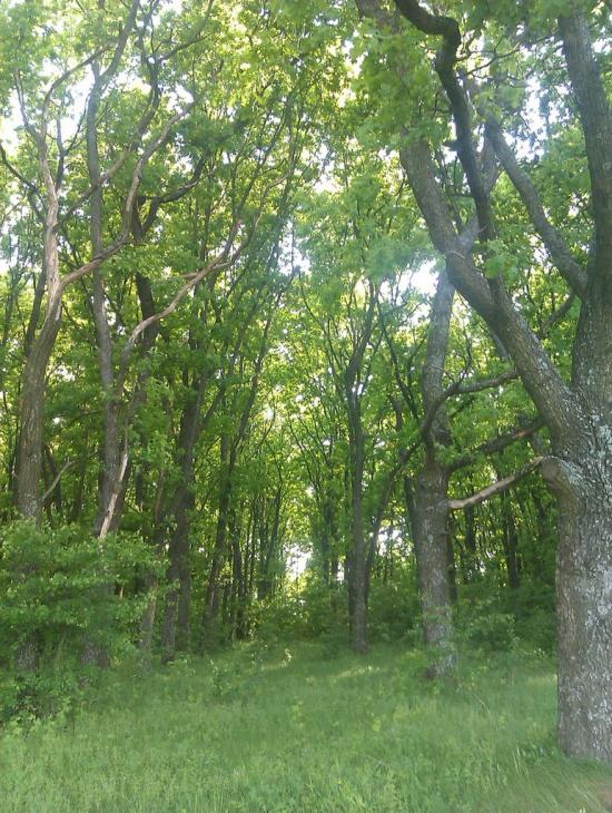 Журавка з panoramio.com