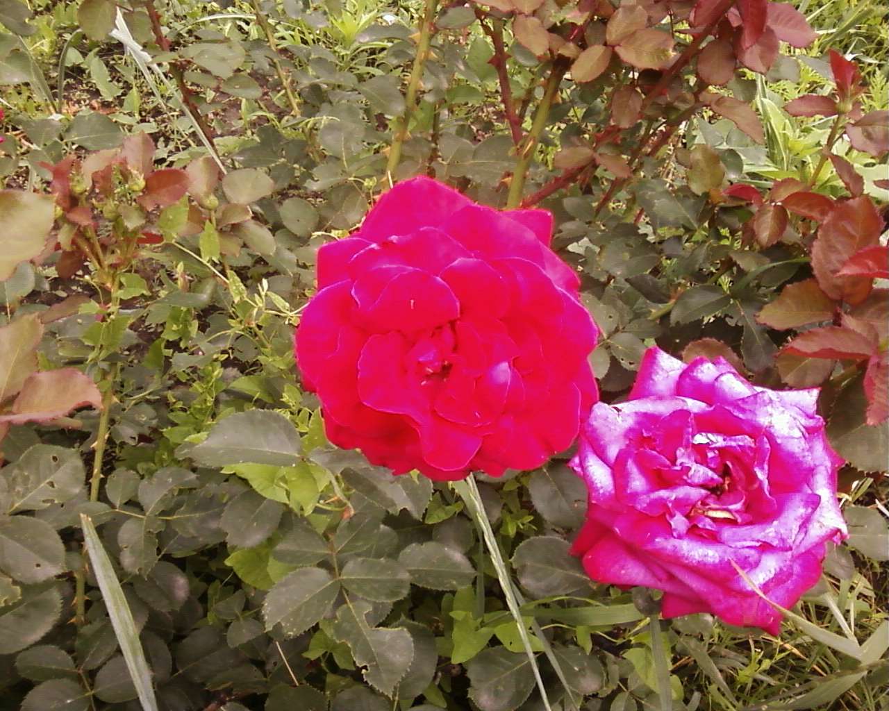 с інгуло камянка - Інгуло-Кам'янка