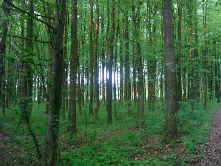 Ставчани з panoramio.com - Ставчани