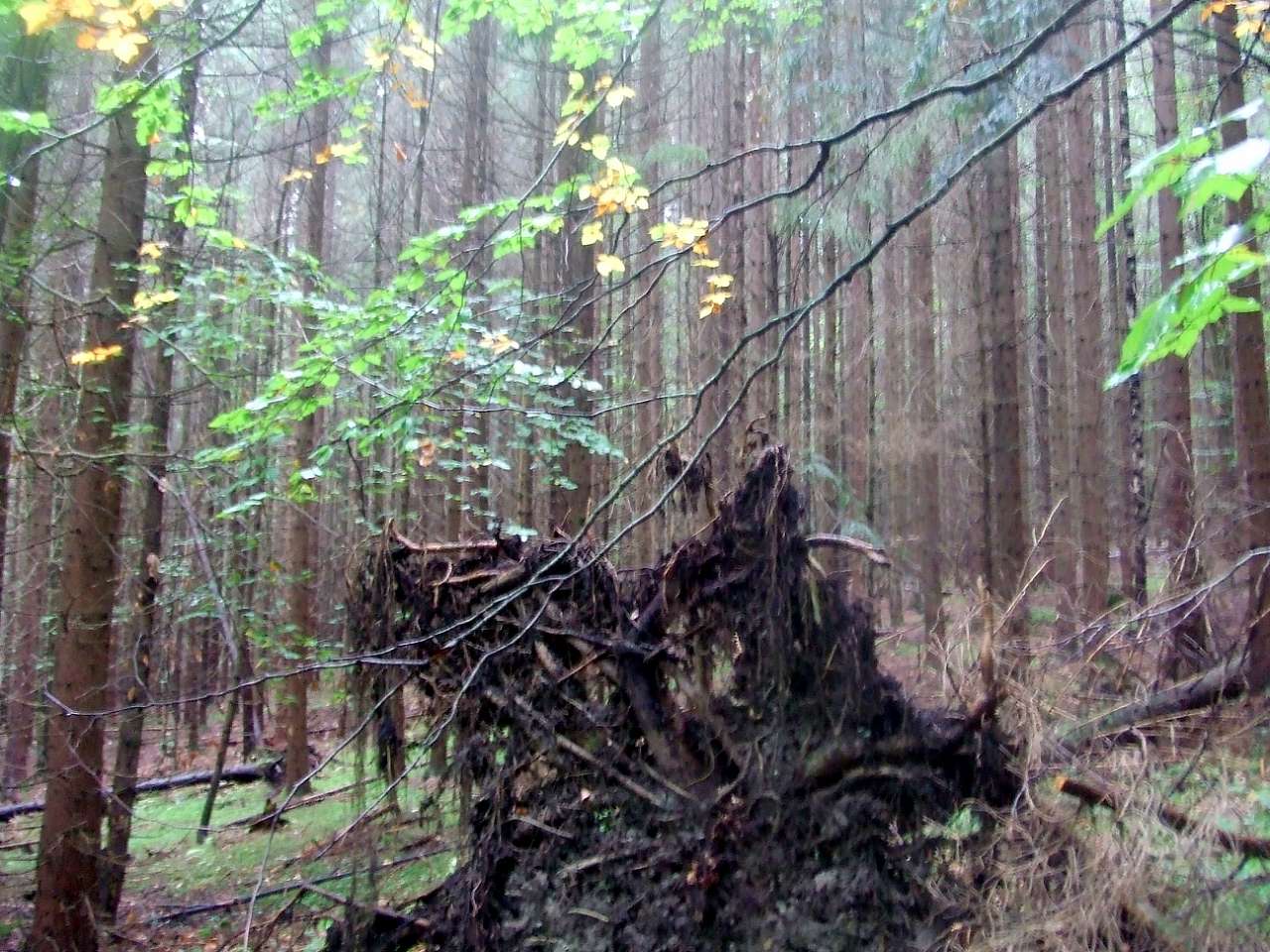 Краєвид - Вишків