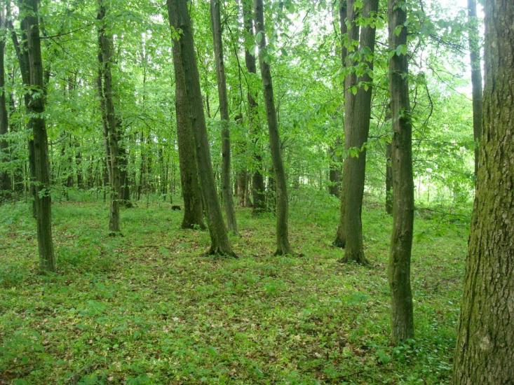 Мала Стружка з panoramio.com - Мала Стружка
