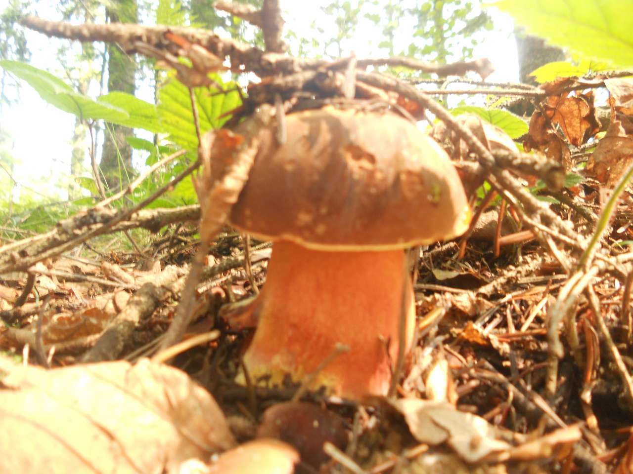 Дари лісу - Опака