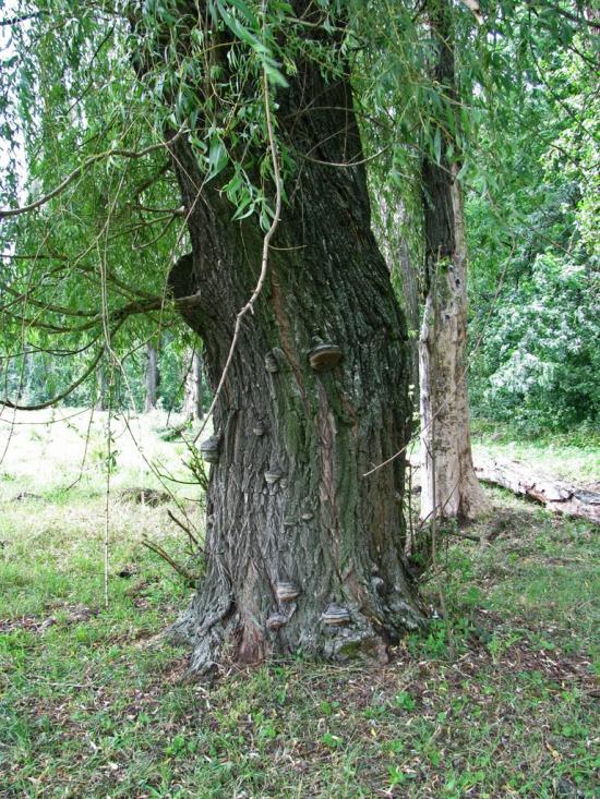 Кринички з panoramio.com - Кринички