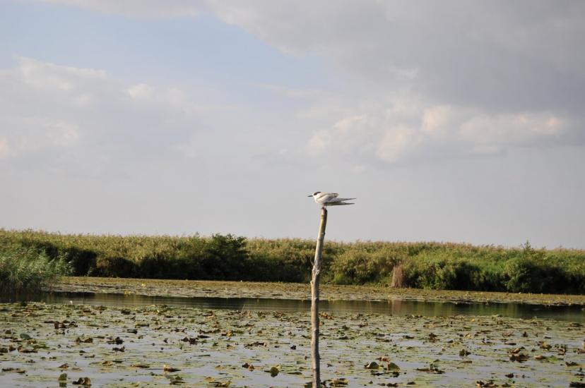 Кізомис з panoramio.com - Kizomys