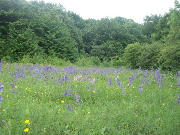 Любомирівка з panoramio.com - Любомировка